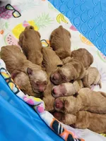 Clifford, a male Golden Retriever for sale in Nakina, NC – 3 of 9