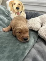 Clifford, a male Golden Retriever for sale in Nakina, NC – 4 of 4