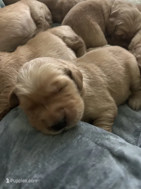 Goldie – Golden Retriever puppy for sale in Nakina, NC
