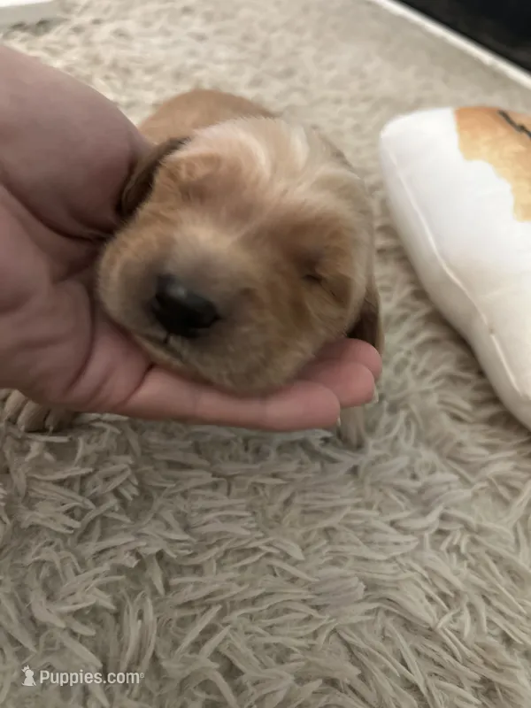Bella – Golden Retriever puppy for sale in Nakina, NC