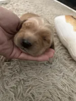 Bella, a female Golden Retriever for sale in Nakina, NC – 1 of 9