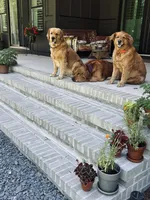 Red, a male Golden Retriever for sale in Nakina, NC – 4 of 10
