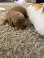 Bella, a female Golden Retriever for sale in Nakina, NC – 2 of 9
