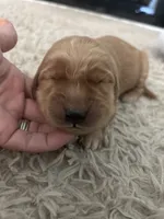 Stella, a female Golden Retriever for sale in Nakina, NC – 1 of 9