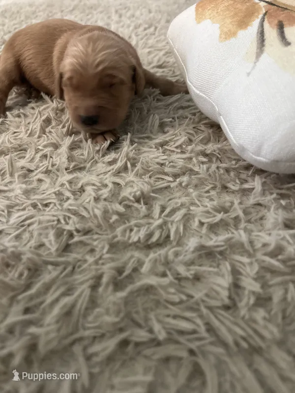 Red – Golden Retriever puppy for sale in Nakina, NC
