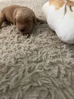 Red, a male Golden Retriever for sale in Nakina, NC – 1 of 10