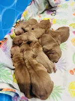 Red, a male Golden Retriever for sale in Nakina, NC – 6 of 10