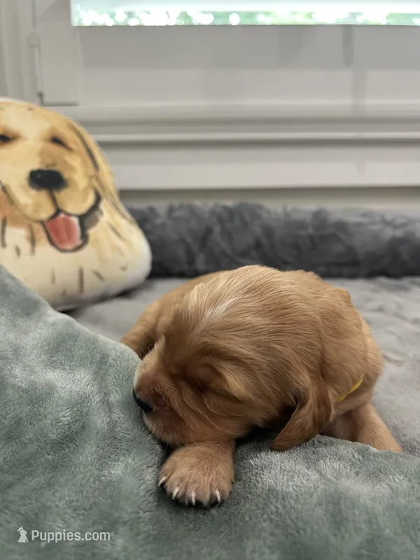Sunny  – Golden Retriever puppy for sale in Nakina, NC