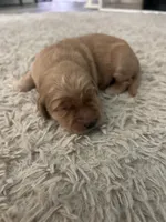 Stella, a female Golden Retriever for sale in Nakina, NC – 2 of 9