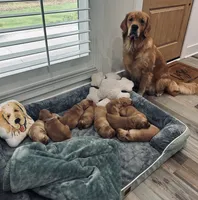 Clifford, a male Golden Retriever for sale in Nakina, NC – 2 of 4