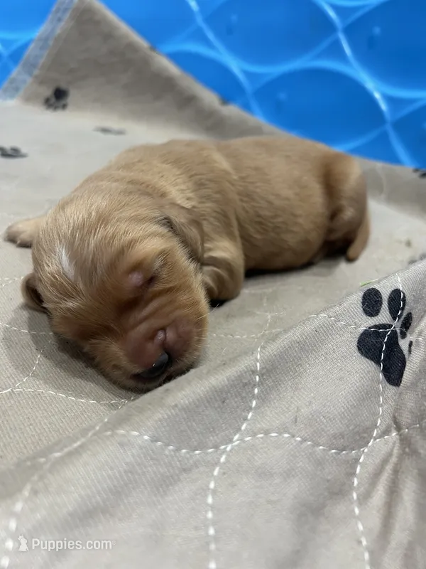 Clifford – Golden Retriever puppy for sale in Nakina, NC