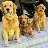 Sunny , a female Golden Retriever for sale in Nakina, NC – 3 of 7