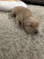 Hank, a male Golden Retriever for sale in Nakina, NC – 2 of 9