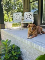 Daisy, a female Golden Retriever for sale in Nakina, NC – 5 of 9