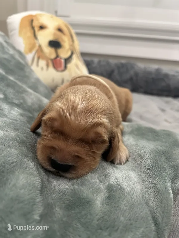 Daisy – Golden Retriever puppy for sale in Nakina, NC