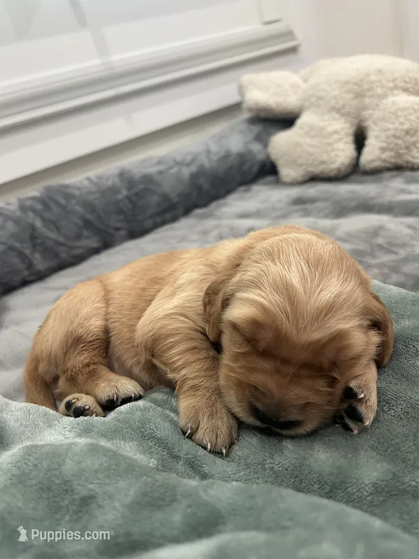 Bella – Golden Retriever puppy for sale in Nakina, NC