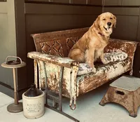Red, a male Golden Retriever for sale in Nakina, NC – 7 of 10