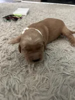 Daisy, a female Golden Retriever for sale in Nakina, NC – 2 of 9