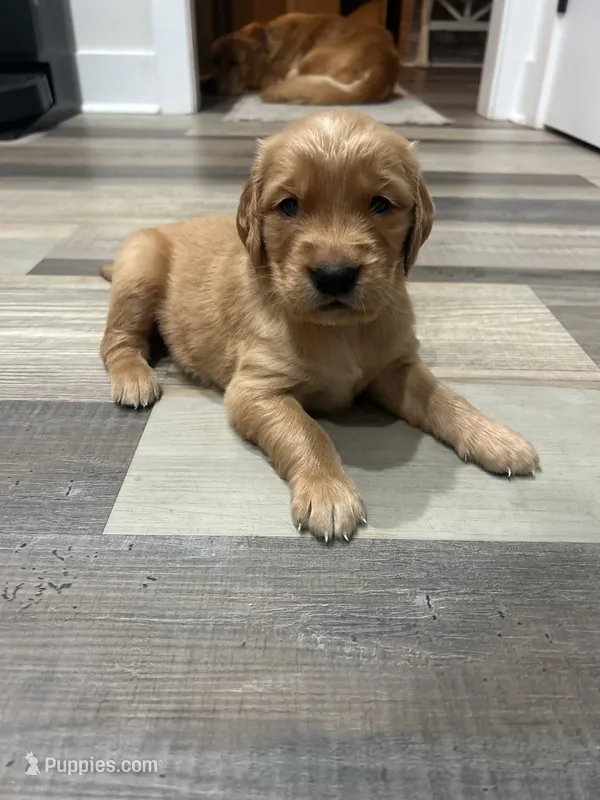 Daisy – Golden Retriever puppy for sale in Nakina, NC