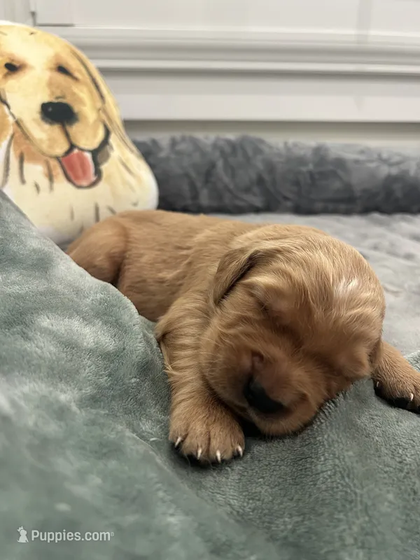 Red – Golden Retriever puppy for sale in Nakina, NC