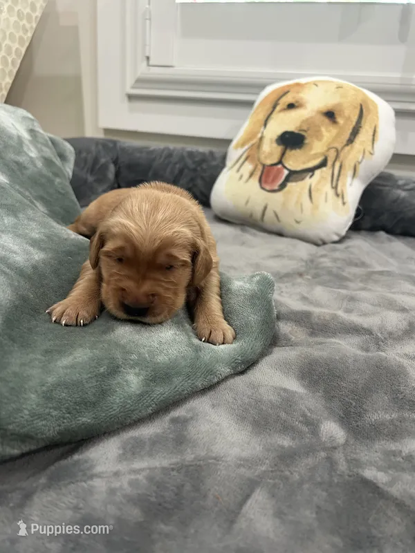 Stella – Golden Retriever puppy for sale in Nakina, NC