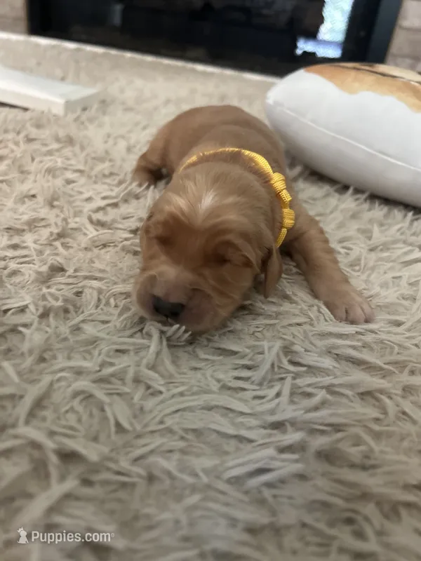 Sunny  – Golden Retriever puppy for sale in Nakina, NC