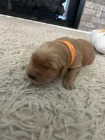 Goldie, a female Golden Retriever for sale in Nakina, NC – 2 of 8