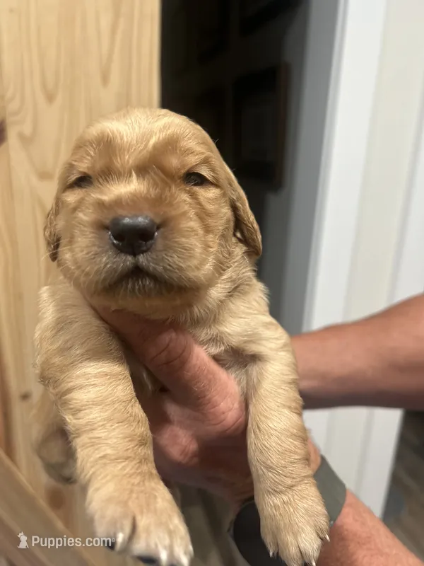 Clifford – Golden Retriever puppy for sale in Nakina, NC