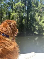 Clifford, a male Golden Retriever for sale in Nakina, NC – 6 of 9
