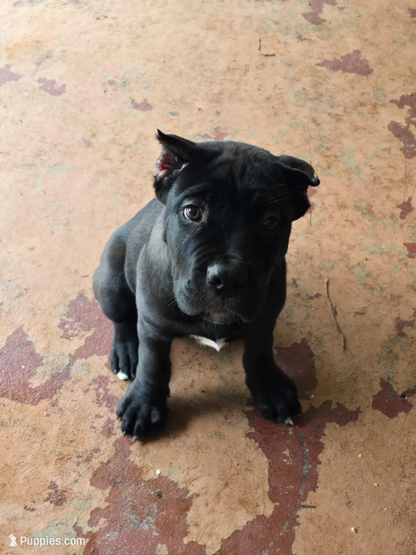 AKC BLUE COLLAR, a female Cane Corso for sale in Orlando, FL – Photo 10 of 10