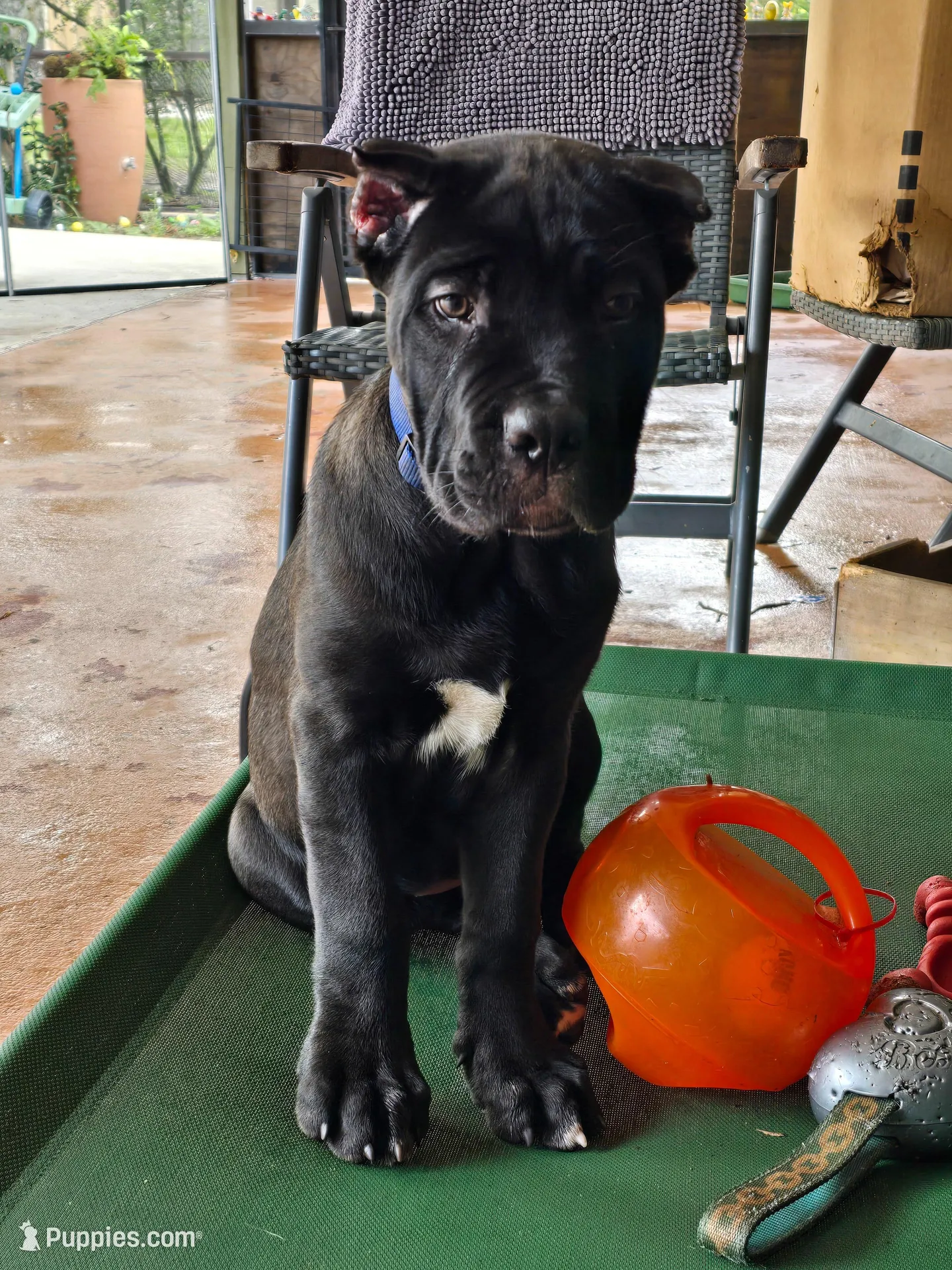 AKC BLUE COLLAR – Cane Corso puppy for sale in Orlando, FL