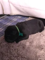 AKC GREEN COLLAR MALE, a male Cane Corso for sale in Orlando, FL – Photo 3 of 5