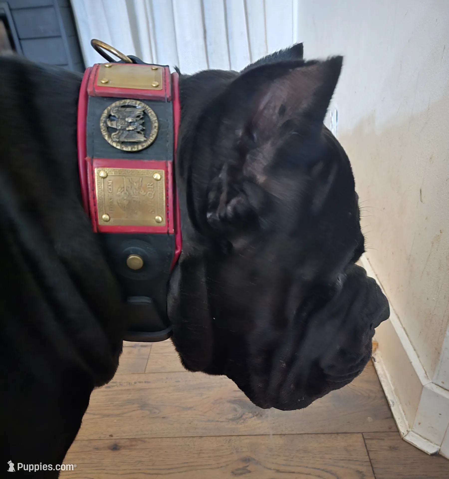 AKC GREEN COLLAR MALE, a male Cane Corso for sale in Orlando, FL – Photo 5 of 5