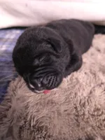 AKC GREEN COLLAR MALE, a male Cane Corso for sale in Orlando, FL – Photo 4 of 5