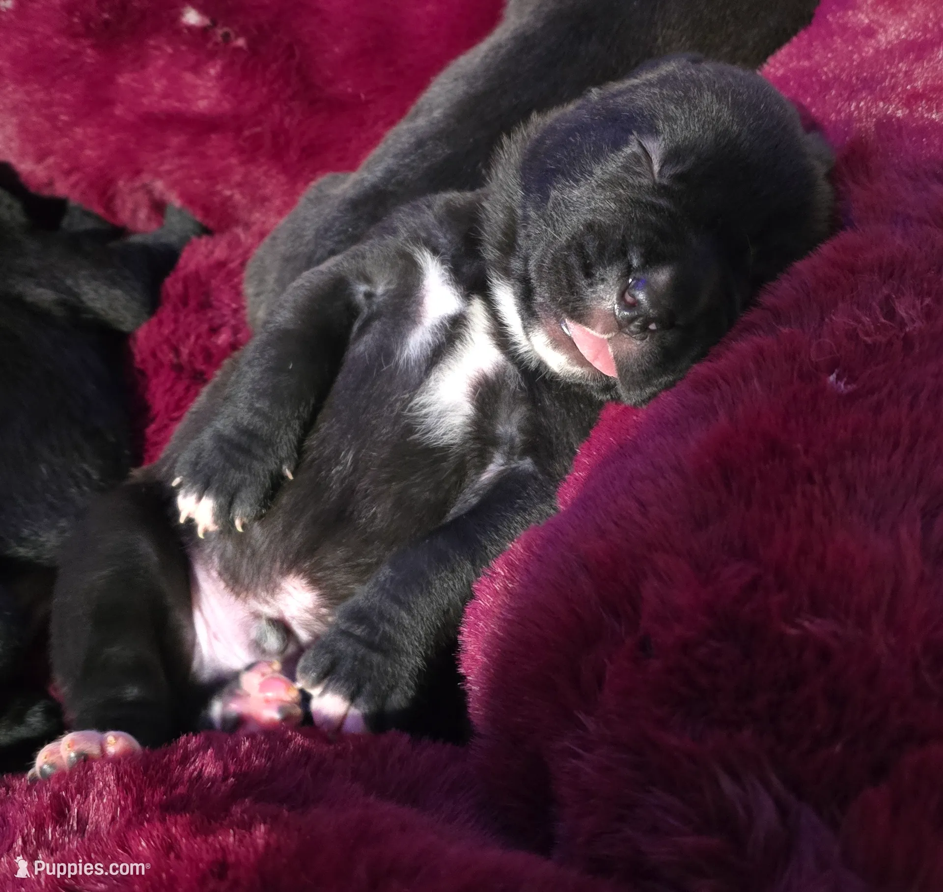 AKC GREEN COLLAR MALE