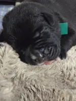 AKC GREEN COLLAR MALE, a male Cane Corso for sale in Orlando, FL – Photo 2 of 5