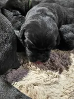 AKC RED MALE, a male Cane Corso for sale in Orlando, FL – Photo 3 of 5