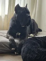 AKC RED MALE, a male Cane Corso for sale in Orlando, FL – Photo 5 of 5