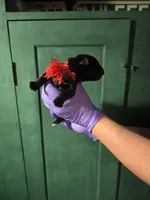 AKC RED MALE, a male Cane Corso for sale in Orlando, FL – Photo 4 of 5