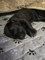 AKC RED MALE, a male Cane Corso for sale in Orlando, FL – Photo 2 of 5