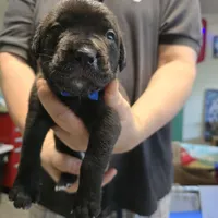 AKC BLUE COLLAR, a female Cane Corso for sale in Orlando, FL – Photo 6 of 10