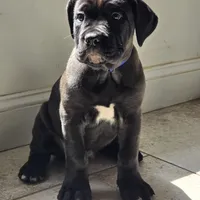 AKC BLUE COLLAR, a female Cane Corso for sale in Orlando, FL – Photo 3 of 10