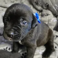 AKC BLUE COLLAR, a female Cane Corso for sale in Orlando, FL – Photo 5 of 10