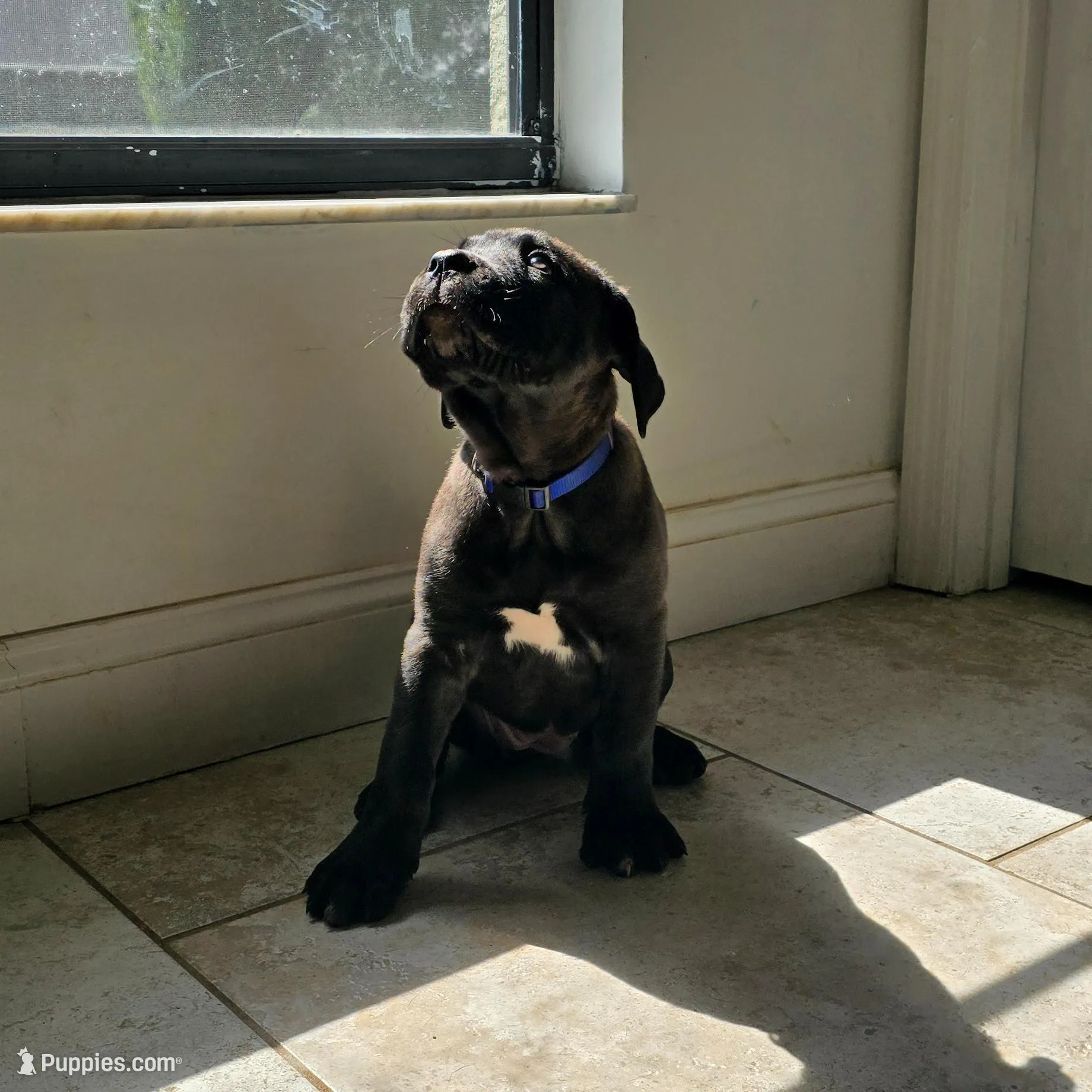 AKC BLUE COLLAR, a female Cane Corso for sale in Orlando, FL – Photo 4 of 10