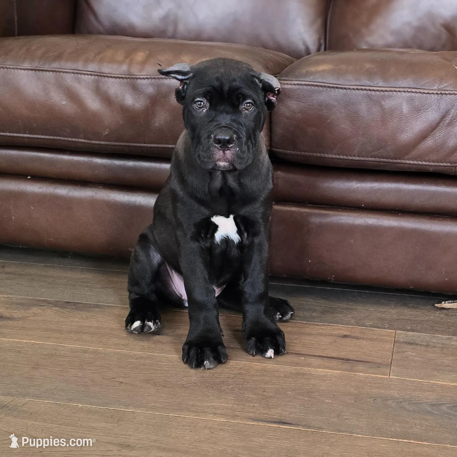 AKC BLUE COLLAR, a female Cane Corso for sale in Orlando, FL – Photo 9 of 10
