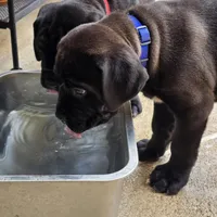 AKC BLUE COLLAR, a female Cane Corso for sale in Orlando, FL – Photo 8 of 10