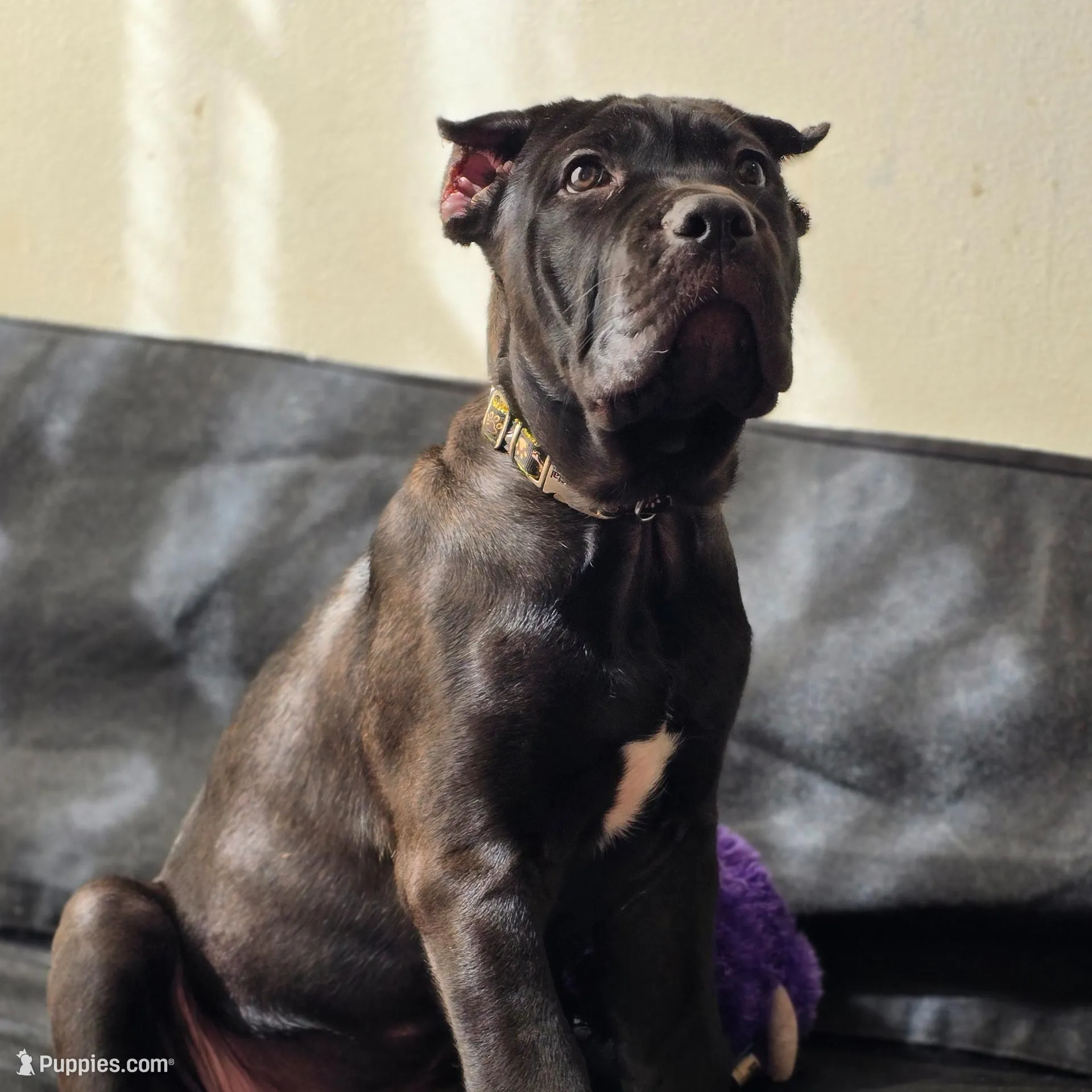 AKC YELLOW FEMALE, a female Cane Corso for sale in Orlando, FL – Photo 3 of 9