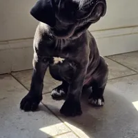 AKC YELLOW FEMALE, a female Cane Corso for sale in Orlando, FL – Photo 4 of 9