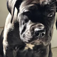 AKC YELLOW FEMALE, a female Cane Corso for sale in Orlando, FL – Photo 5 of 9