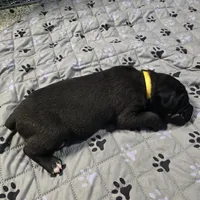 AKC YELLOW FEMALE, a female Cane Corso for sale in Orlando, FL – Photo 7 of 9